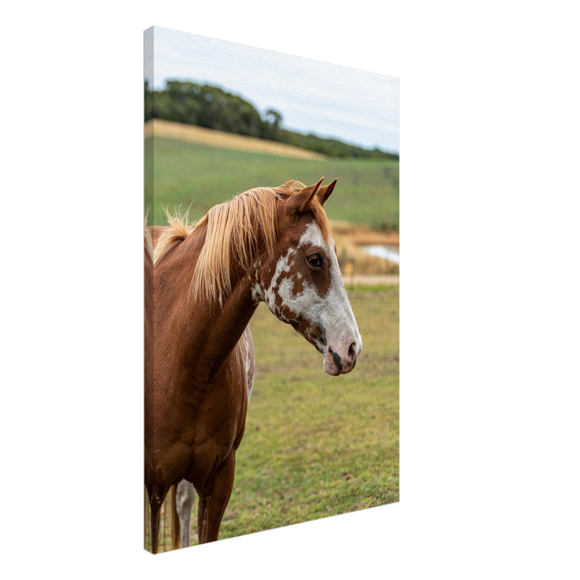 Horse Domestic Wall Art Photograph by Istvan Maar Photography