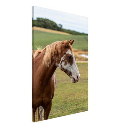 Horse Domestic Wall Art Photograph by Istvan Maar Photography