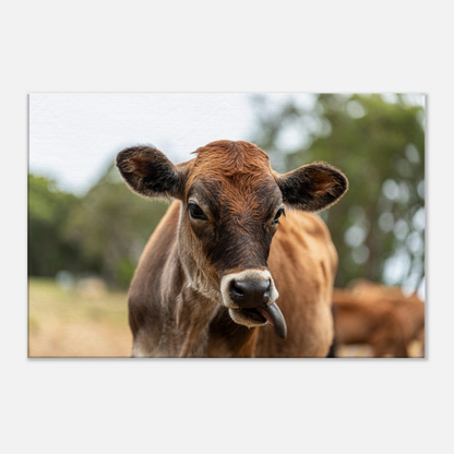 Cute calf Domestic Animal Canvas Wall Art Photography, Nursery Print, Nursery Animal Wall Decor, Kids Room, Prints, Stretched canvas by Istvan Maar Photography mockup 01