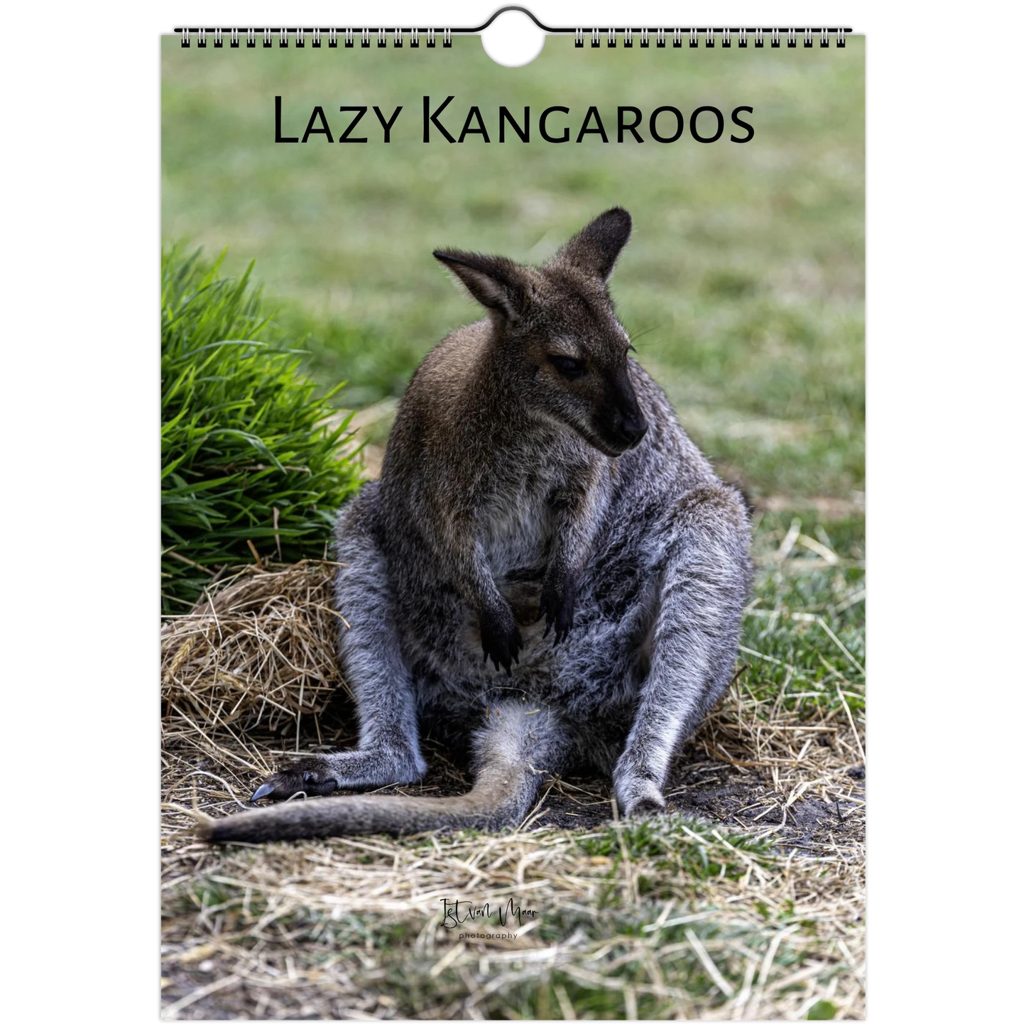 Lazy Kangaroos 2027 Wall Calendar A4 cover – kangaroo with joey sitting on dry grass | personalised quirky animal calendar
