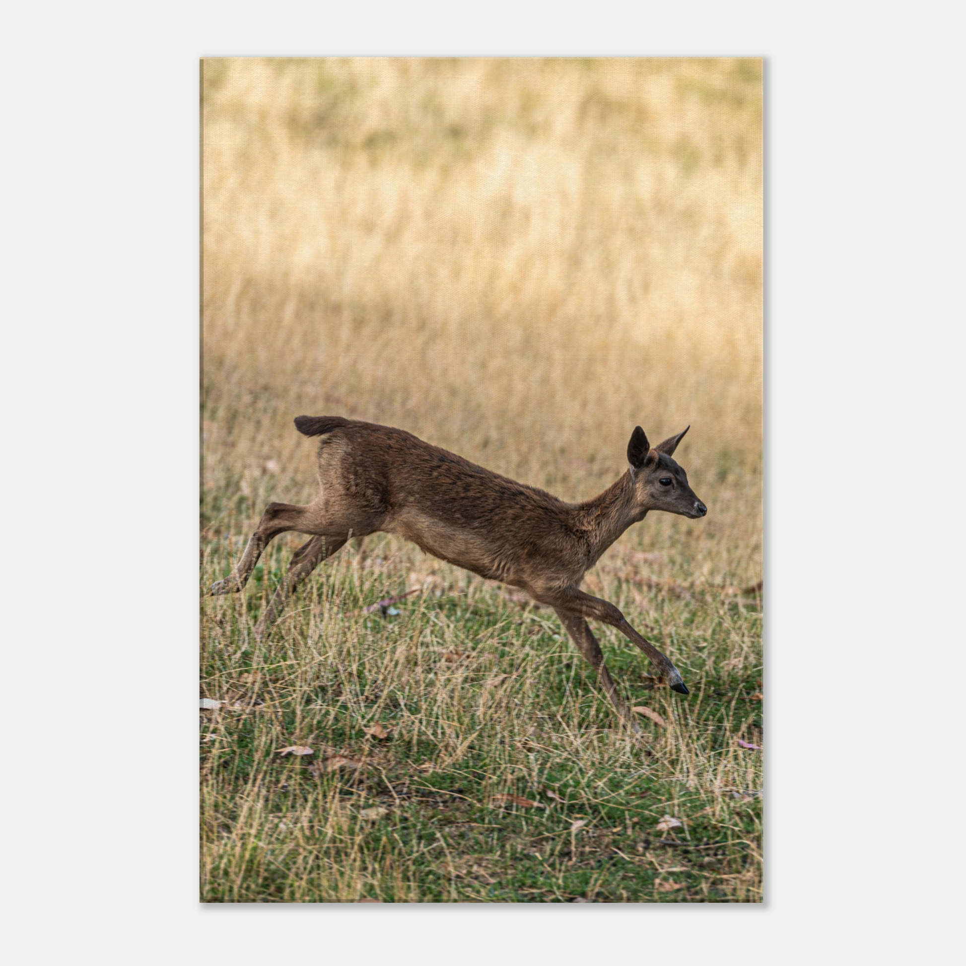 	
Deer Wildlife Animals Art Nursery Photography Wall Decor Kids Room Poster Playroom Artwork Stag Stretched Canvas 110