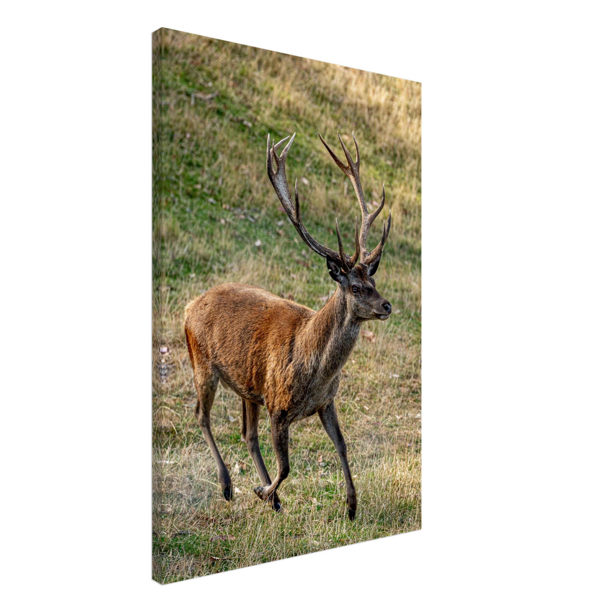 	
Deer Wildlife Animals Art Nursery Photography Wall Decor Kids Room Poster Playroom Artwork Stag Stretched Canvas 016