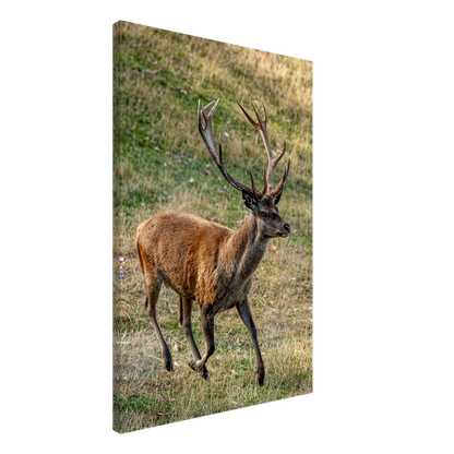 	
Deer Wildlife Animals Art Nursery Photography Wall Decor Kids Room Poster Playroom Artwork Stag Stretched Canvas 016