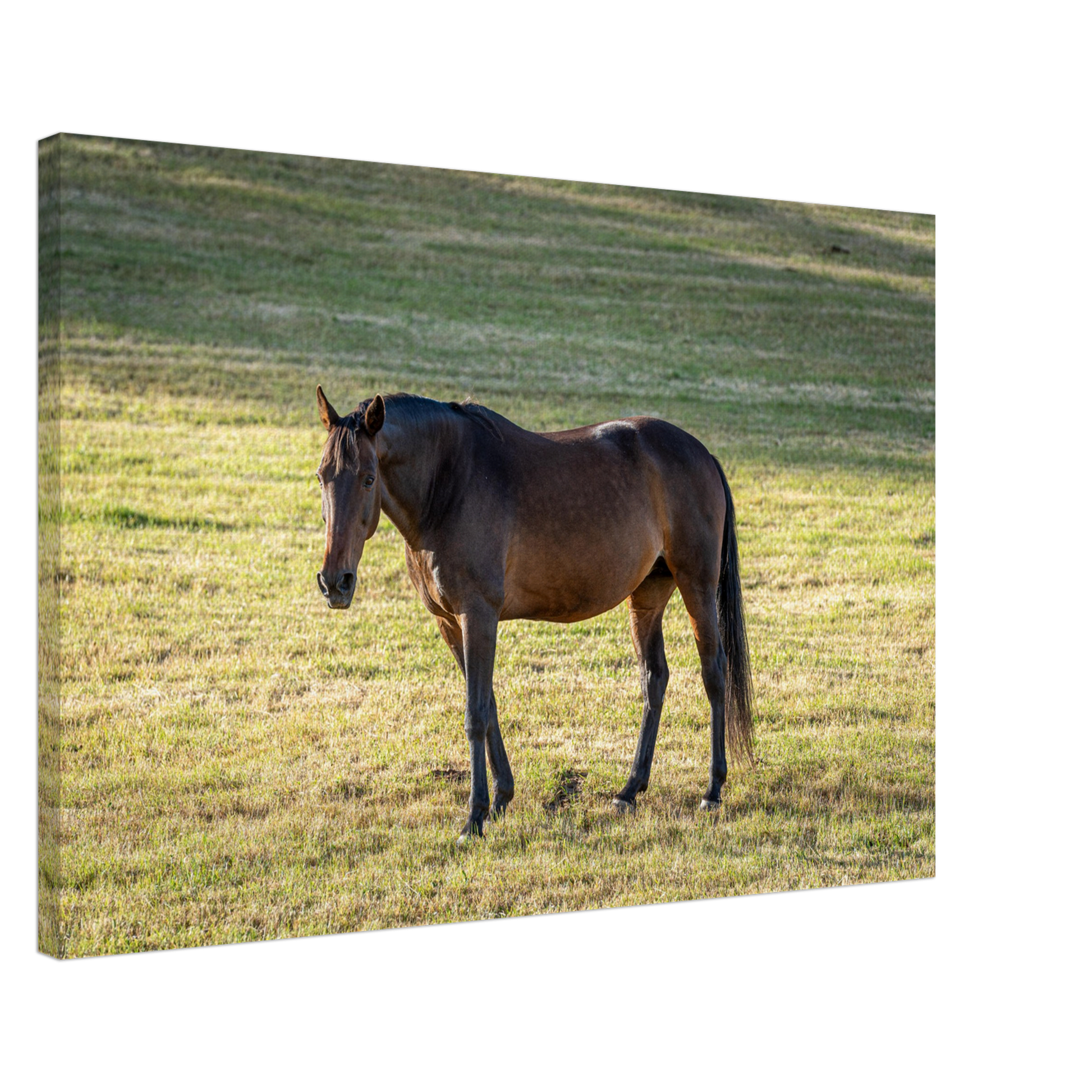 Physical Print of farm animal - horse by Istvan Maar Photography