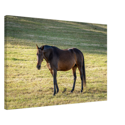 Physical Print of farm animal - horse by Istvan Maar Photography