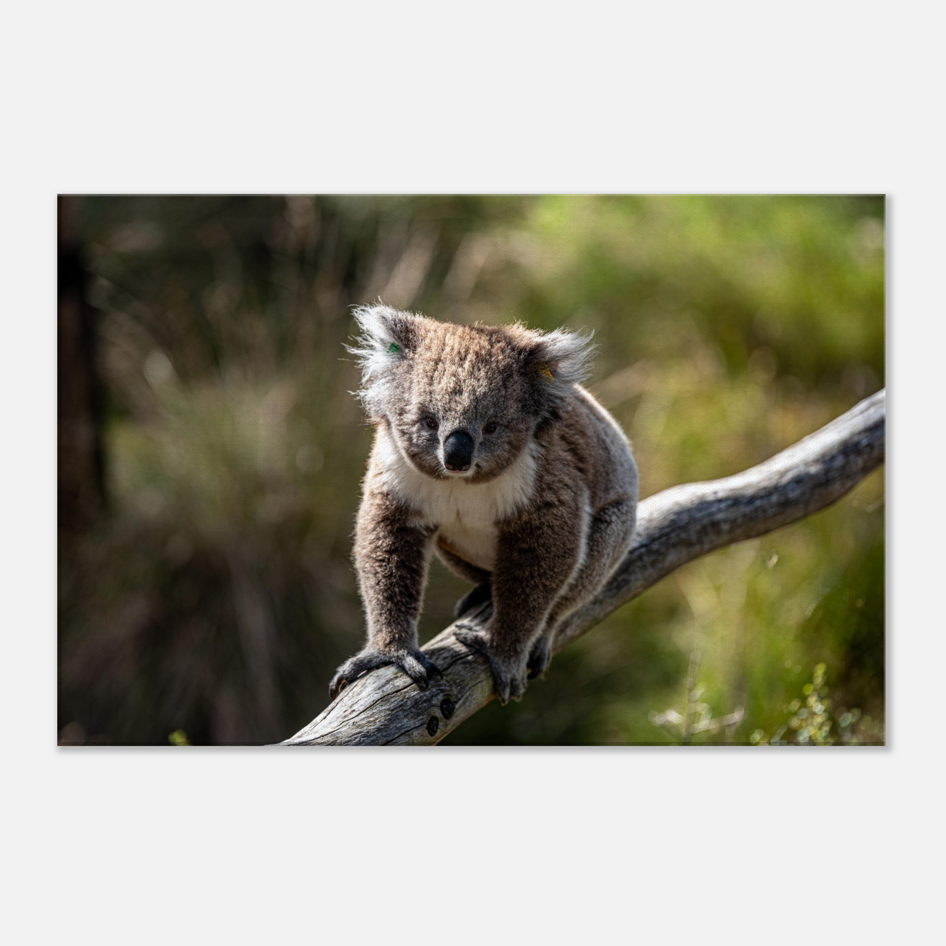 Native Australian Animals Nursery Koala Canvas by Istvan Maar Photography - close-up