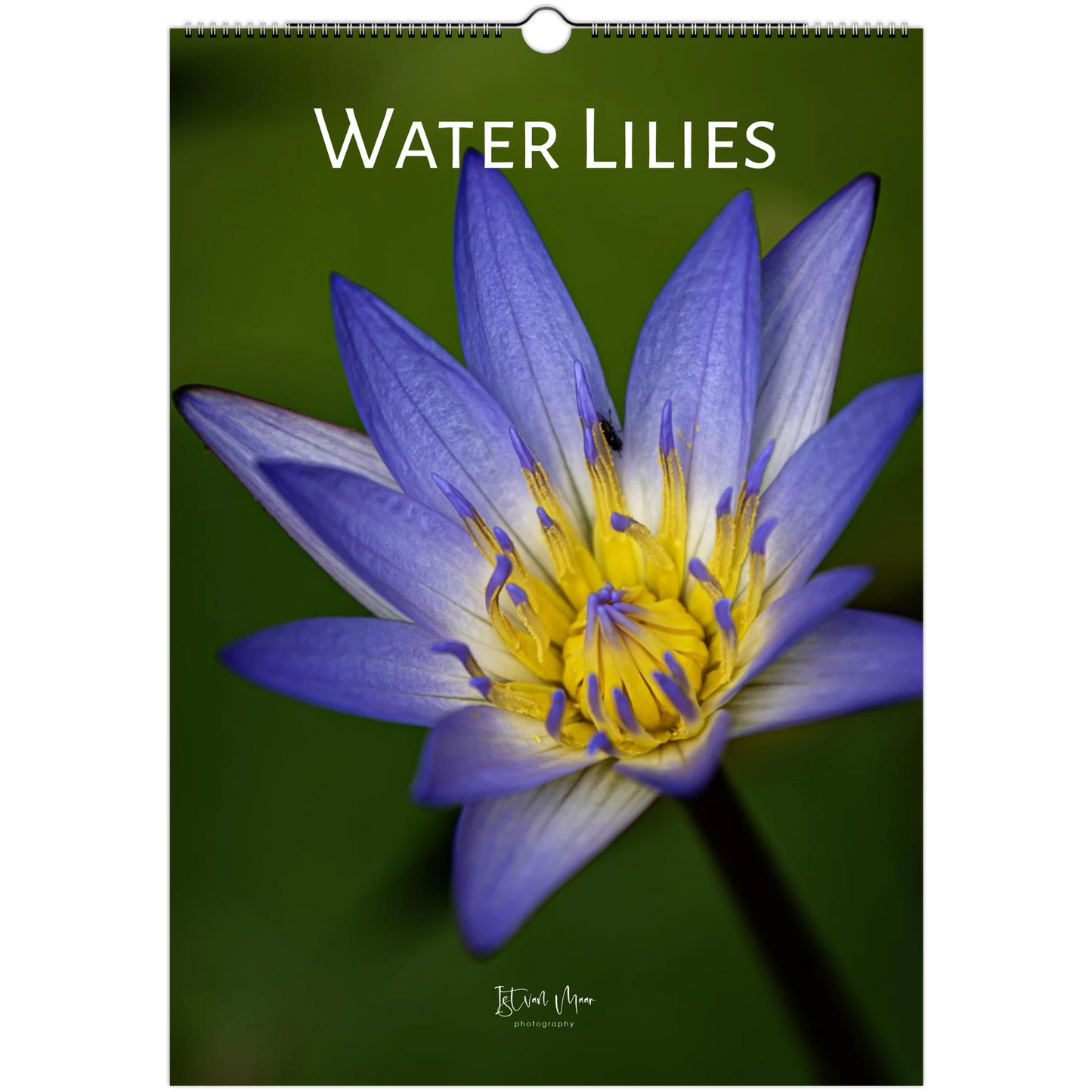 Water lilies wall calendar with twelve months of beautiful aquatic flower photography by Istvan Maar.