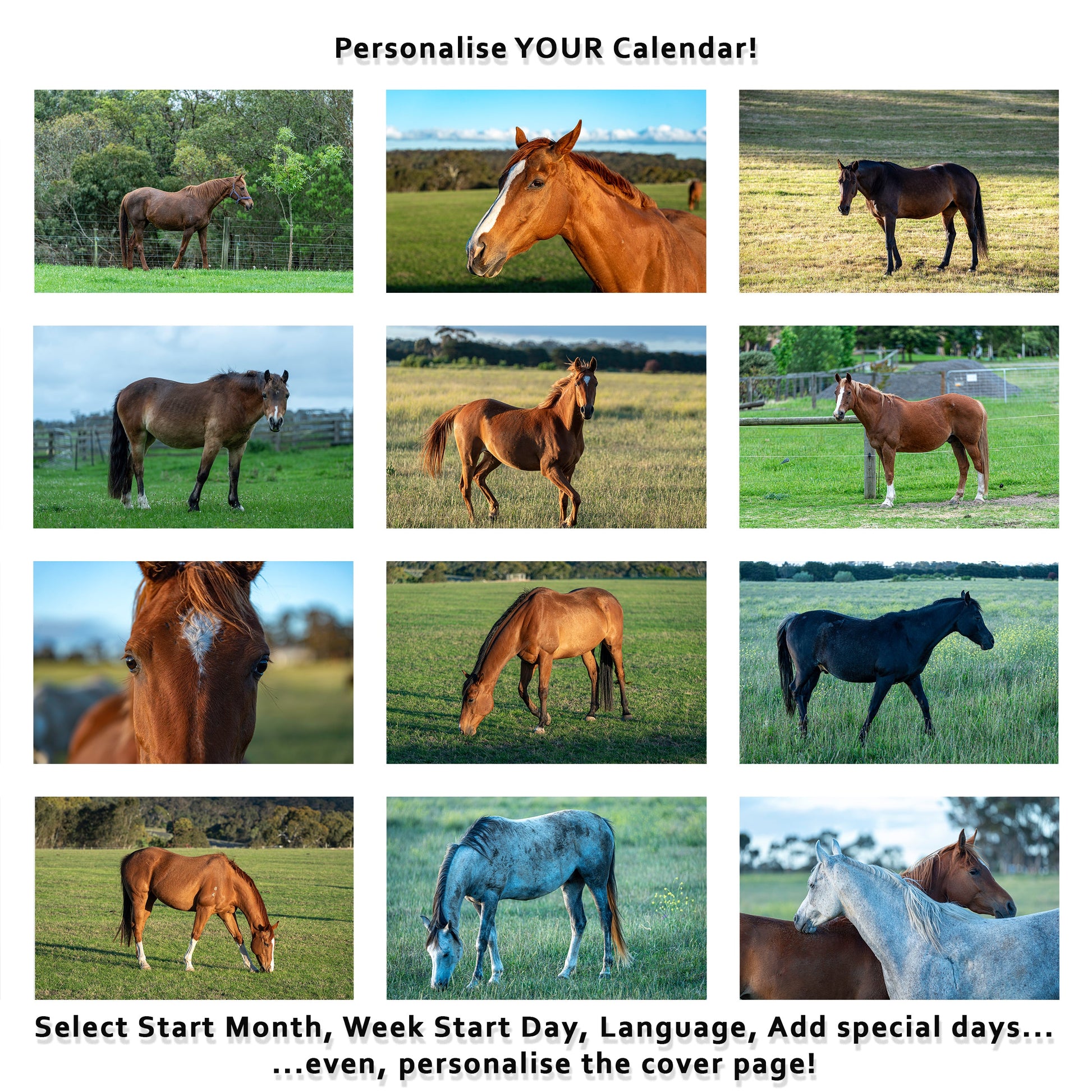 2027 Horses Wall Calendar | 2654 Istvan Maar Photography