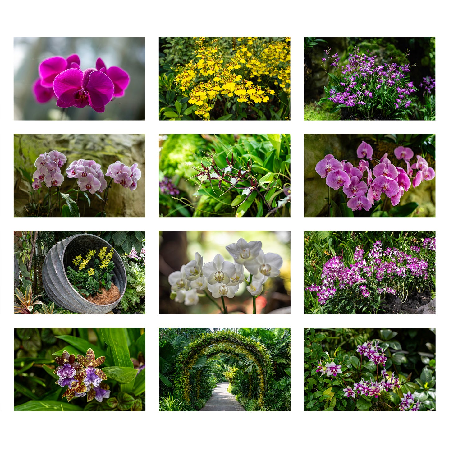 2027 Orchids Wall Calendar | 5749