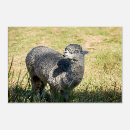 Domestic Farm Animal Canvas Wall Art Photography, Nursery Print, Nursery Animal Wall Decor, Kids Room, Prints, Stretched canvas by Istvan Maar Photography mockup 01