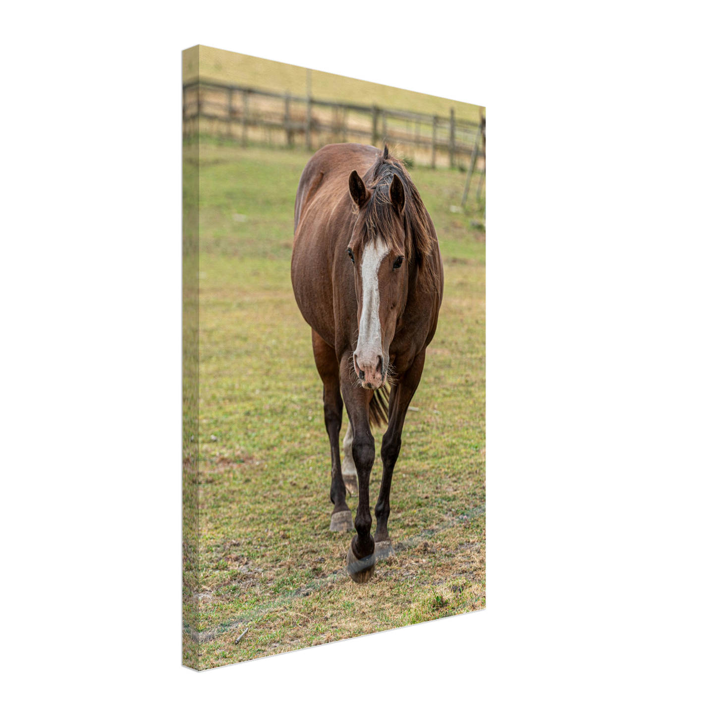 Horse Domestic Animal Canvas Wall Art Photography Nursery Physical Portrait Print Canvas home décor