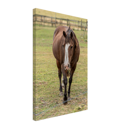 Horse Domestic Animal Canvas Wall Art Photography Nursery Physical Portrait Print Canvas home décor