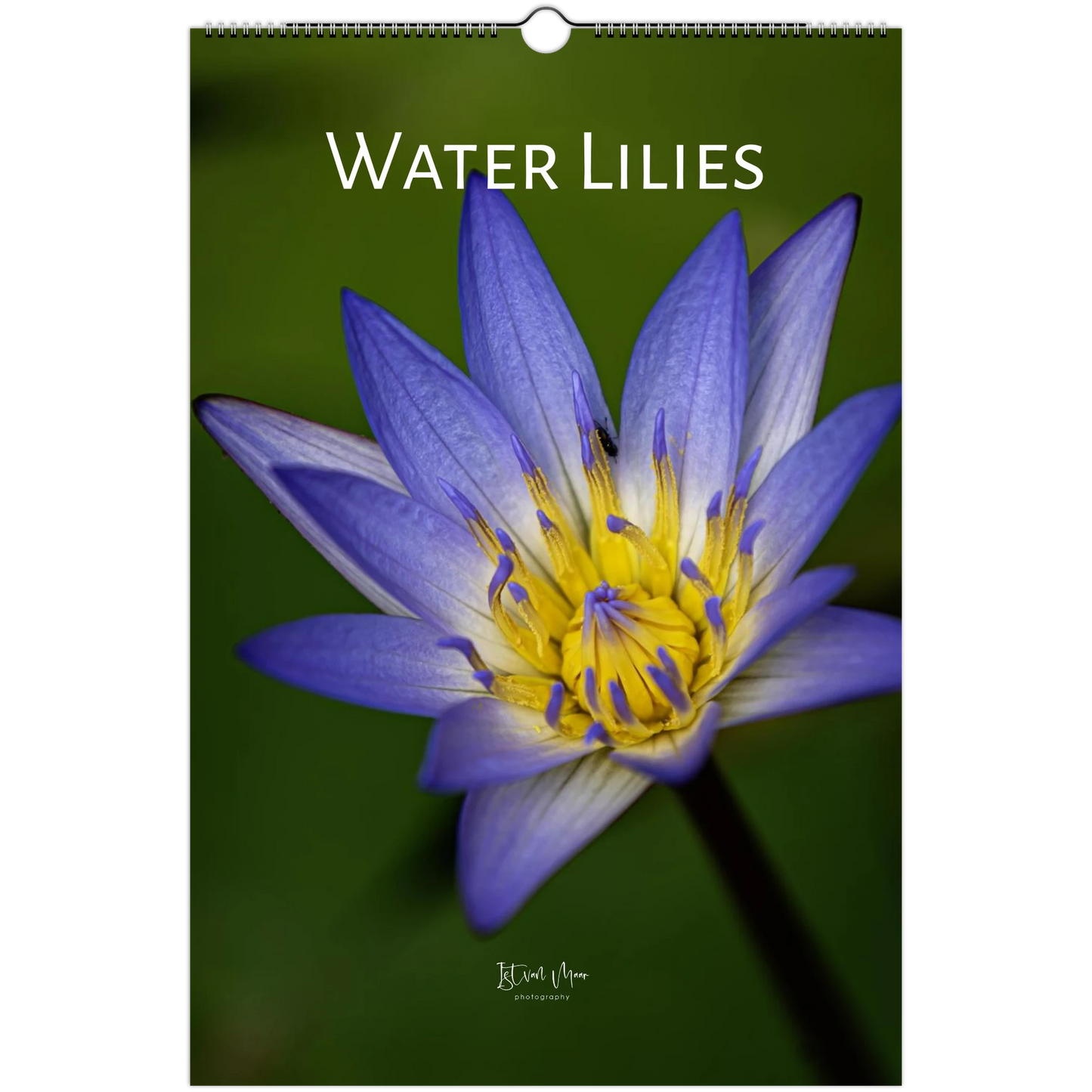 Water lilies wall calendar with beautiful aquatic flower photography by Istvan Maar in A4, A3, Letter US and Ledger US sizes.