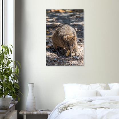 Cute Australian Animal Quokka Canvas by Istvan Maar Photography home décor