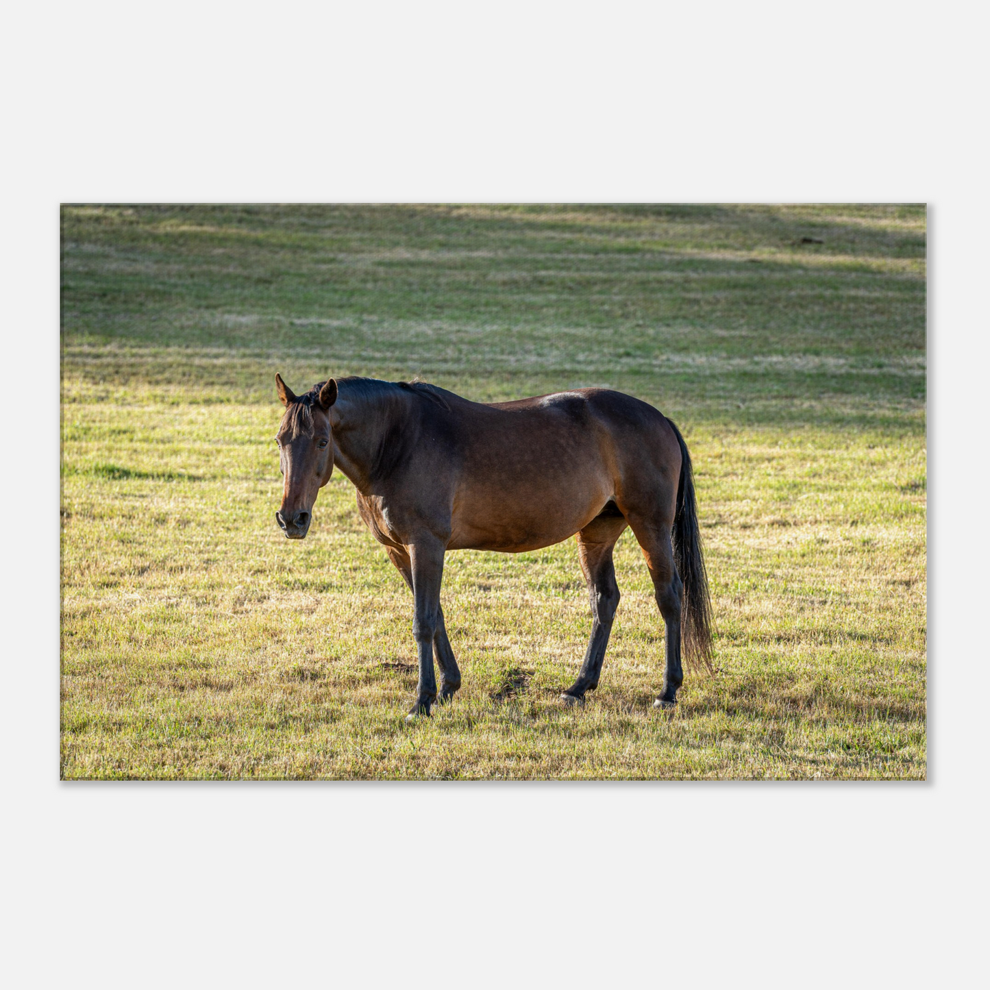 Horse Domestic Animal Canvas by Istvan Maar Photography 