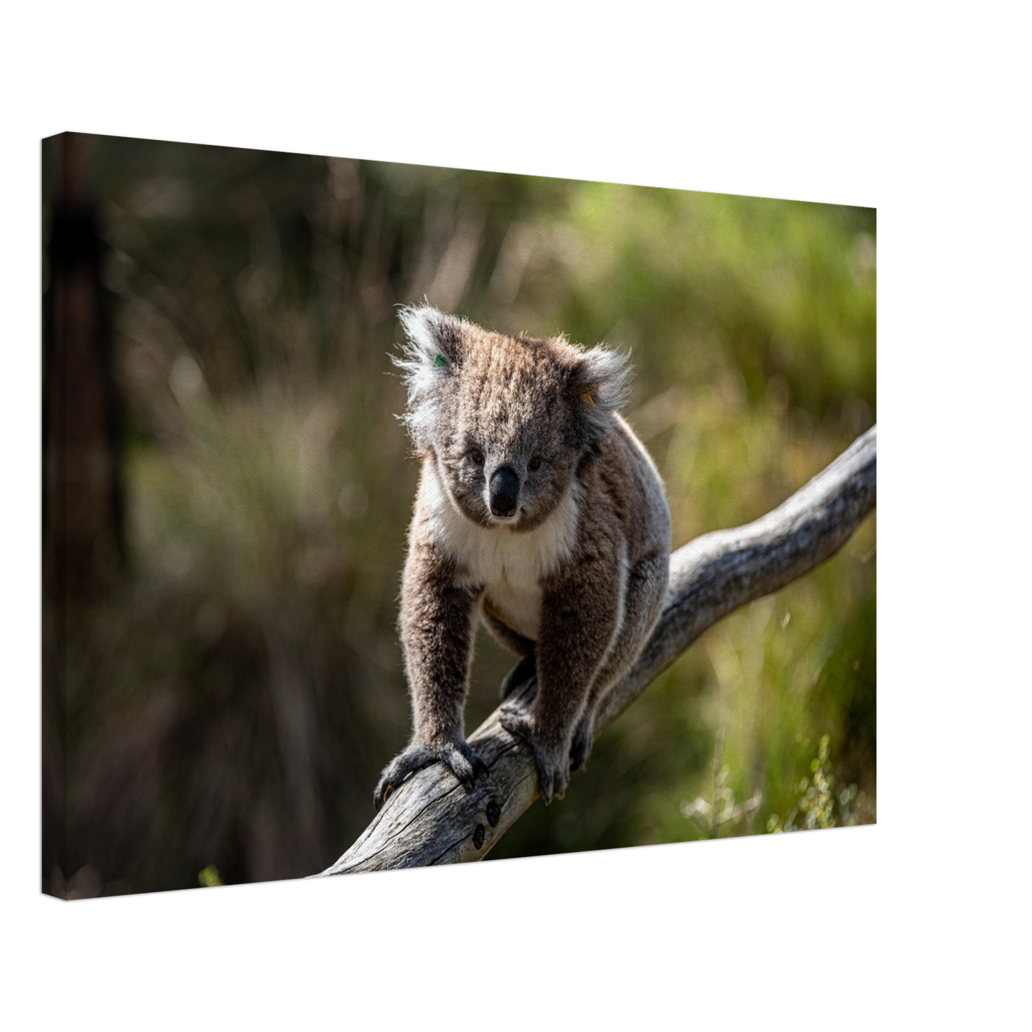 Native Australian Animals Nursery Koala Canvas by Istvan Maar Photography - by side