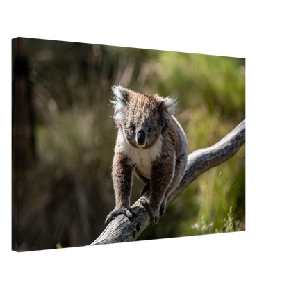 Native Australian Animals Nursery Koala Canvas by Istvan Maar Photography - by side