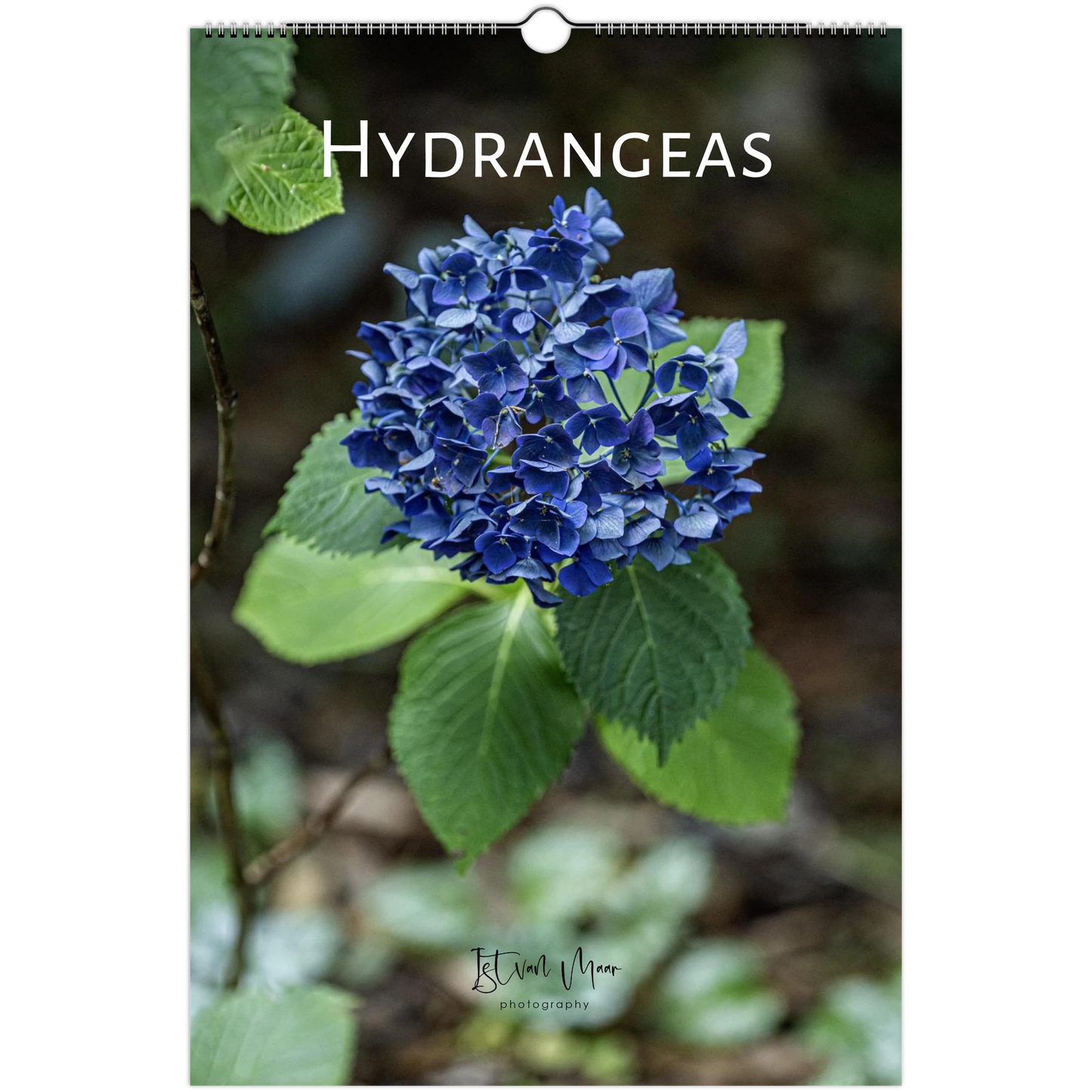 Hydrangeas Wall Calendar featuring colourful hydrangea flowers photographed in the Dandenong Ranges, Victoria by Istvan Maar Photography.