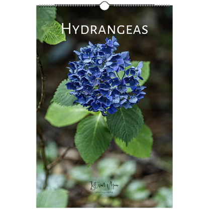 Hydrangeas Wall Calendar featuring colourful hydrangea flowers photographed in the Dandenong Ranges, Victoria by Istvan Maar Photography.