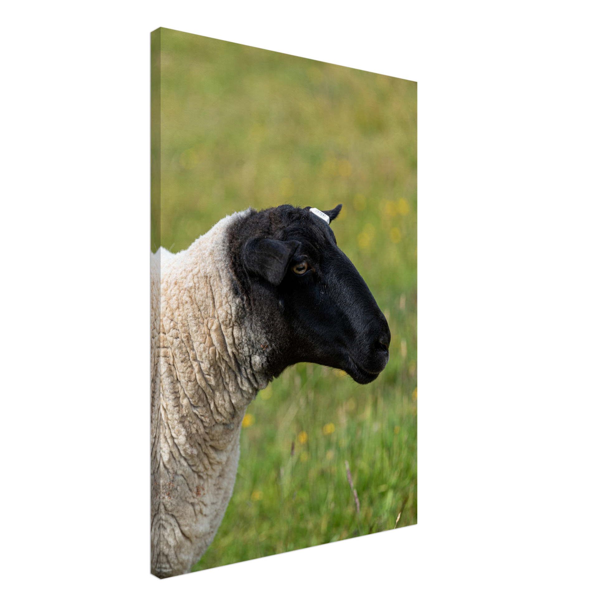 Sheep Domestic Animal Canvas Wall Art Photography, Nursery Print, Nursery Animal Wall Decor, Kids Room, Prints, Stretched canvas by Istvan Maar Photography 09