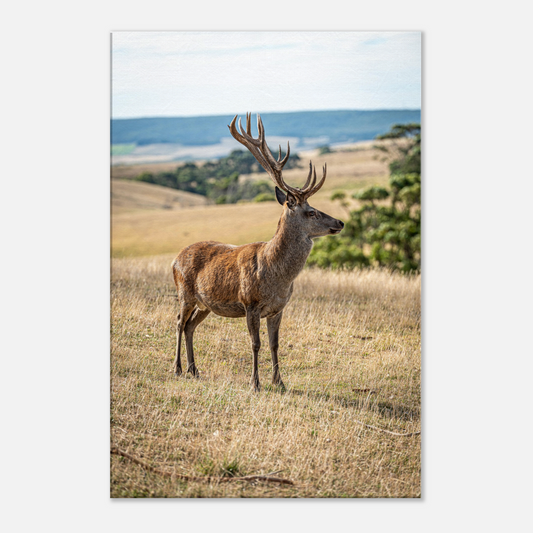 	
Deer Wildlife Animals Art Nursery Photography Wall Decor Kids Room Poster Playroom Artwork Stag Stretched Canvas 173