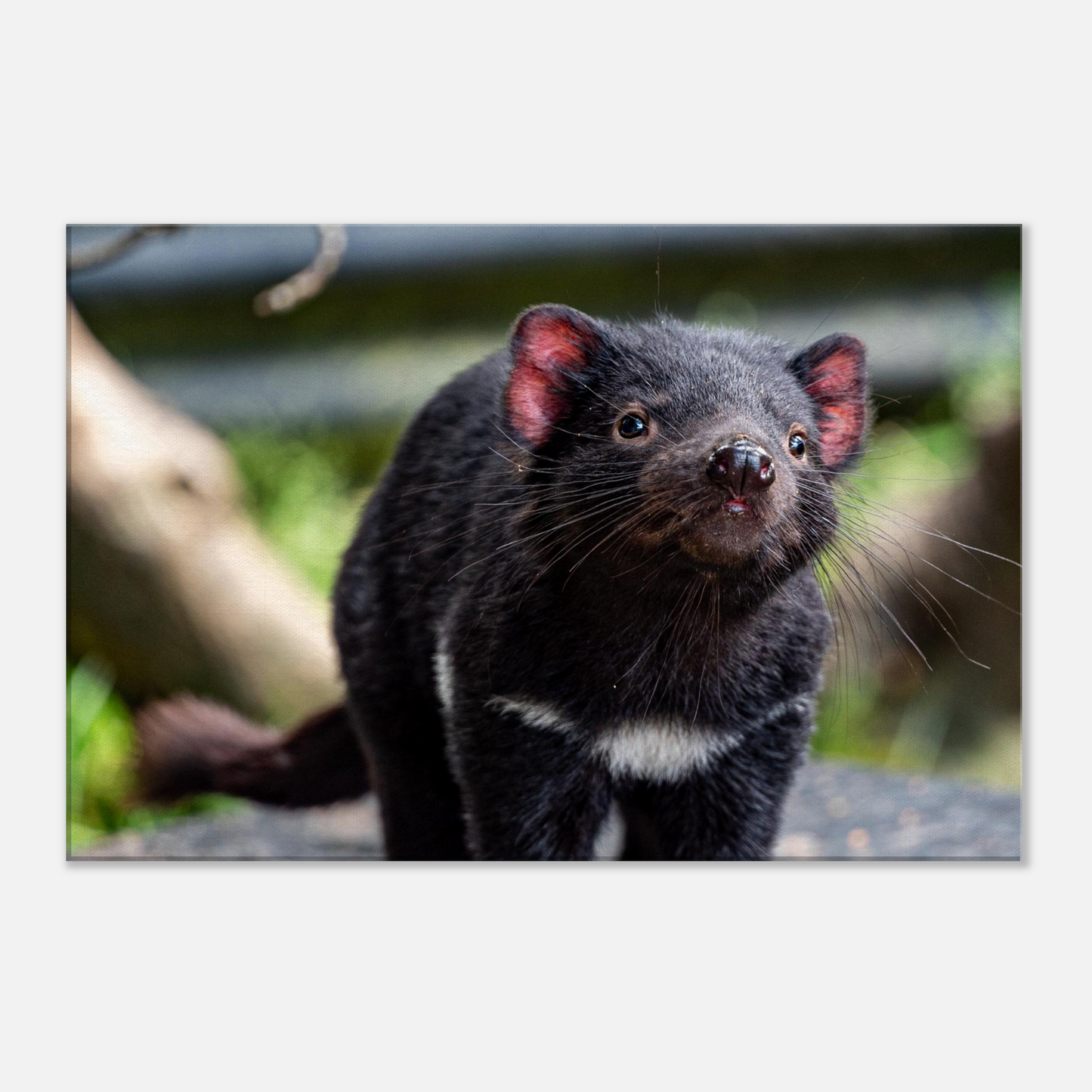 Native Australian Animals Nursery Canvas Tasmanian Devil by Istvan Maar Photography - close up