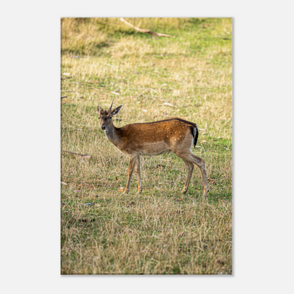 	
Deer Wildlife Animals Art Nursery Photography Wall Decor Kids Room Poster Playroom Artwork Stag Stretched Canvas 159