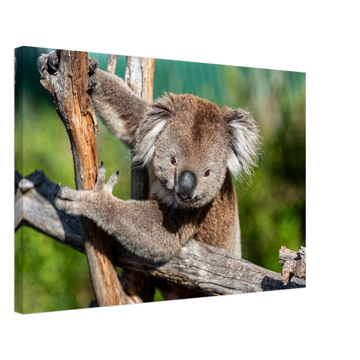 Cute Native Australian Animals Nursery Koala Canvas by Istvan Maar Photography - by side