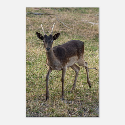 	
Deer Wildlife Animals Art Nursery Photography Wall Decor Kids Room Poster Playroom Artwork Stag Stretched Canvas 144