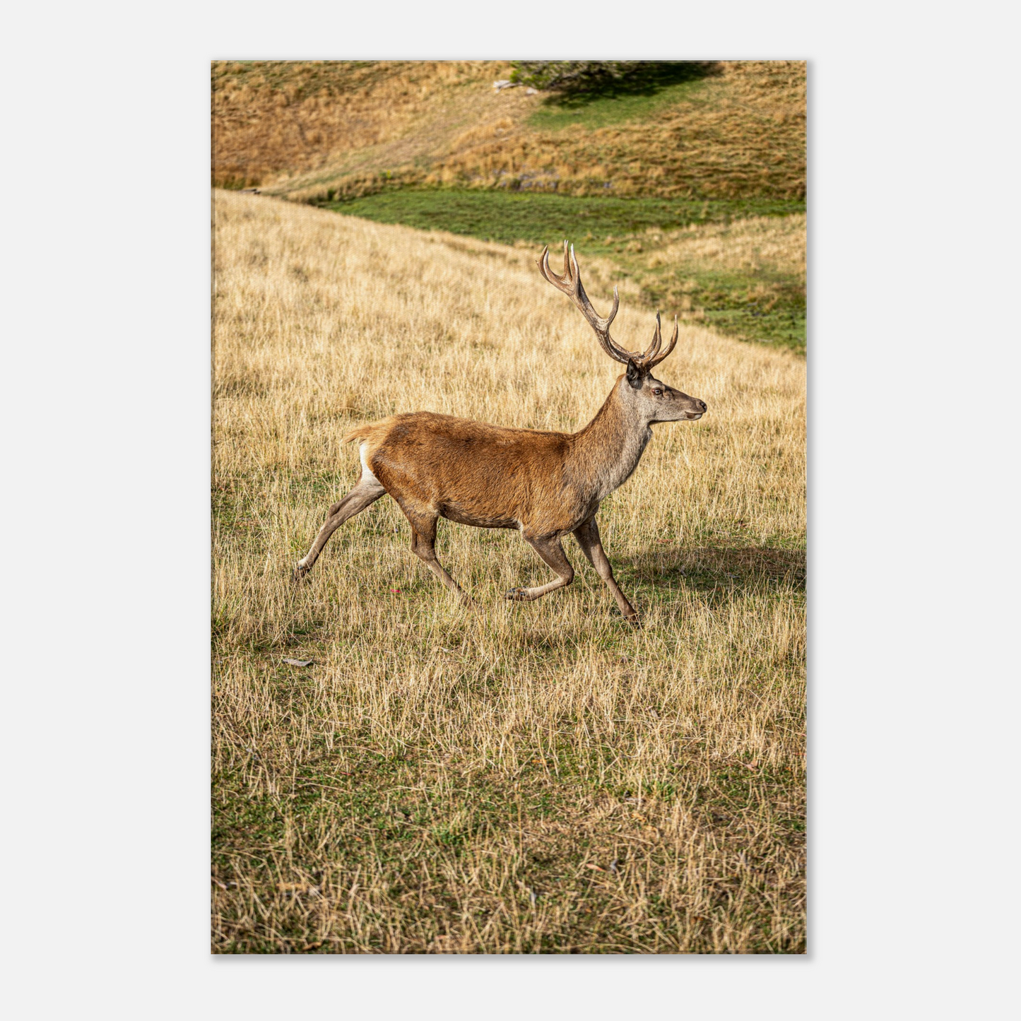 	
Deer Wildlife Animals Art Nursery Photography Wall Decor Kids Room Poster Playroom Artwork Stag Stretched Canvas 204