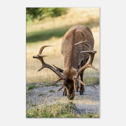 	
Deer Wildlife Animals Art Nursery Photography Wall Decor Kids Room Poster Playroom Artwork Stag Stretched Canvas 074