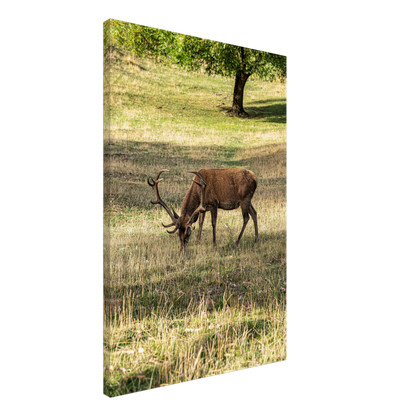 	
Deer Wildlife Animals Art Nursery Photography Wall Decor Kids Room Poster Playroom Artwork Stag Stretched Canvas 109