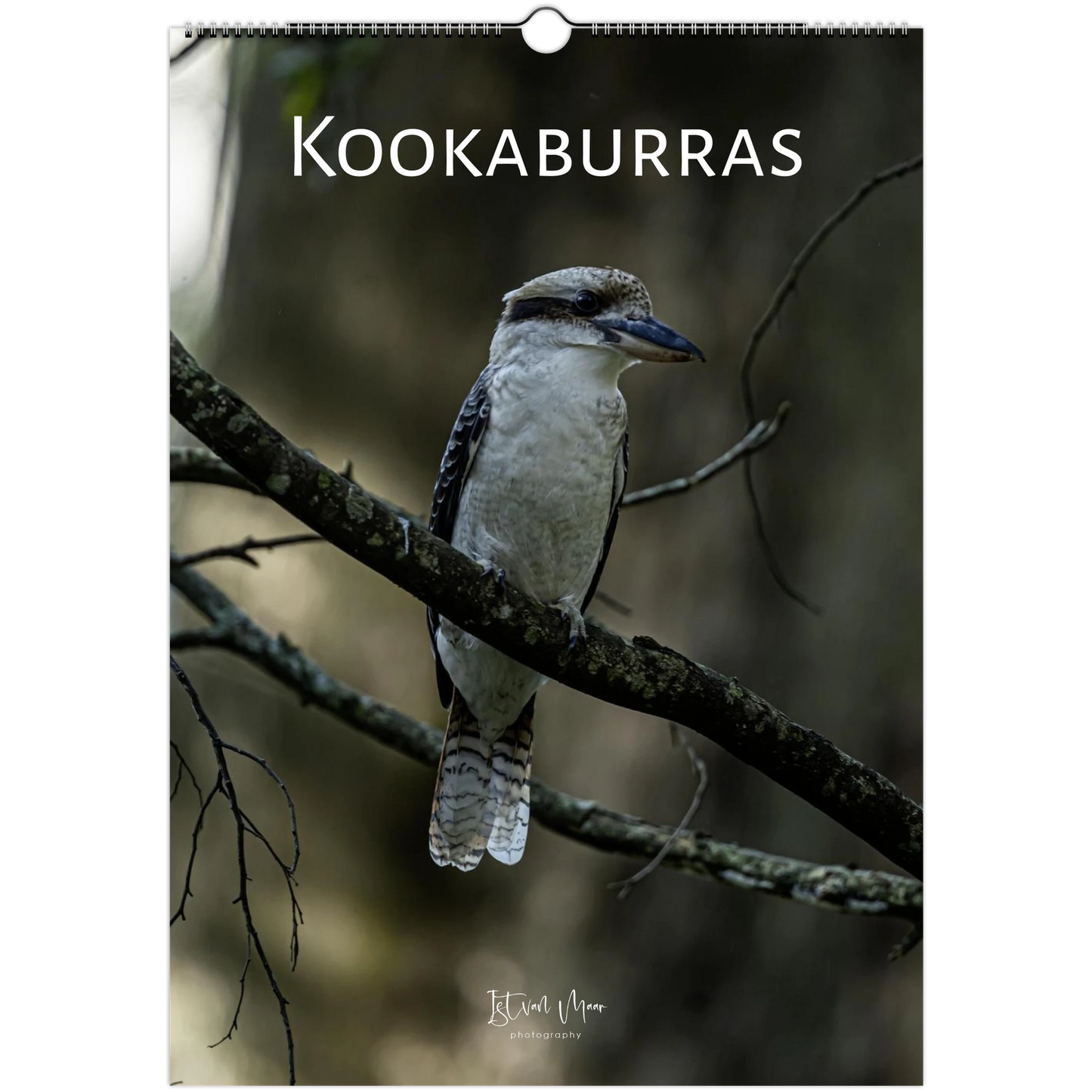 Kookaburras wall calendar front cover – kookaburra perched on branch in moody forest – Istvan Maar Photography