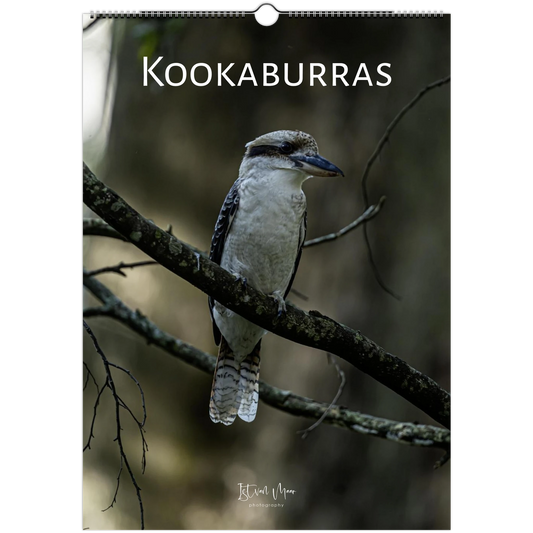 Kookaburras wall calendar front cover – kookaburra perched on branch in moody forest – Istvan Maar Photography