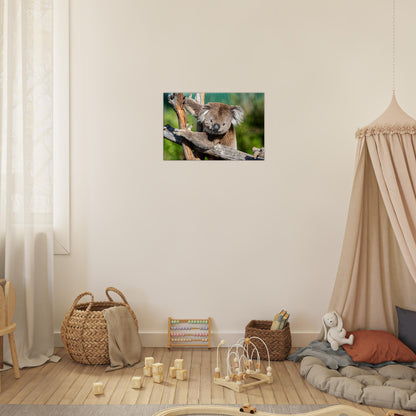 Cute Native Australian Animals Nursery Koala Canvas by Istvan Maar Photography - nursery