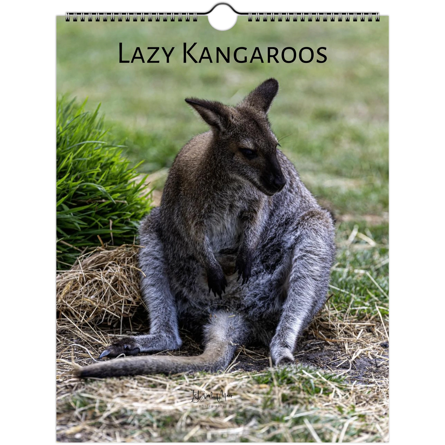 Lazy Kangaroos 2027 Wall Calendar Letter size cover – kangaroo with joey resting on straw | funny animal planner by Istvan Maar