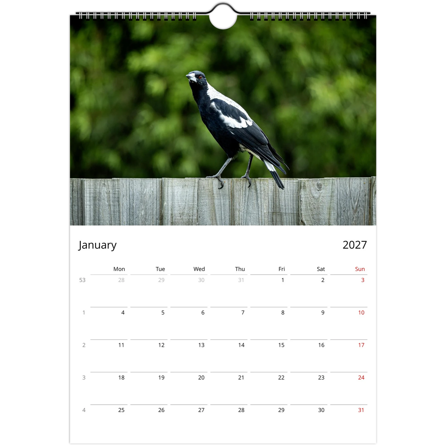 Australian Magpie walking along a weathered timber fence with green foliage background