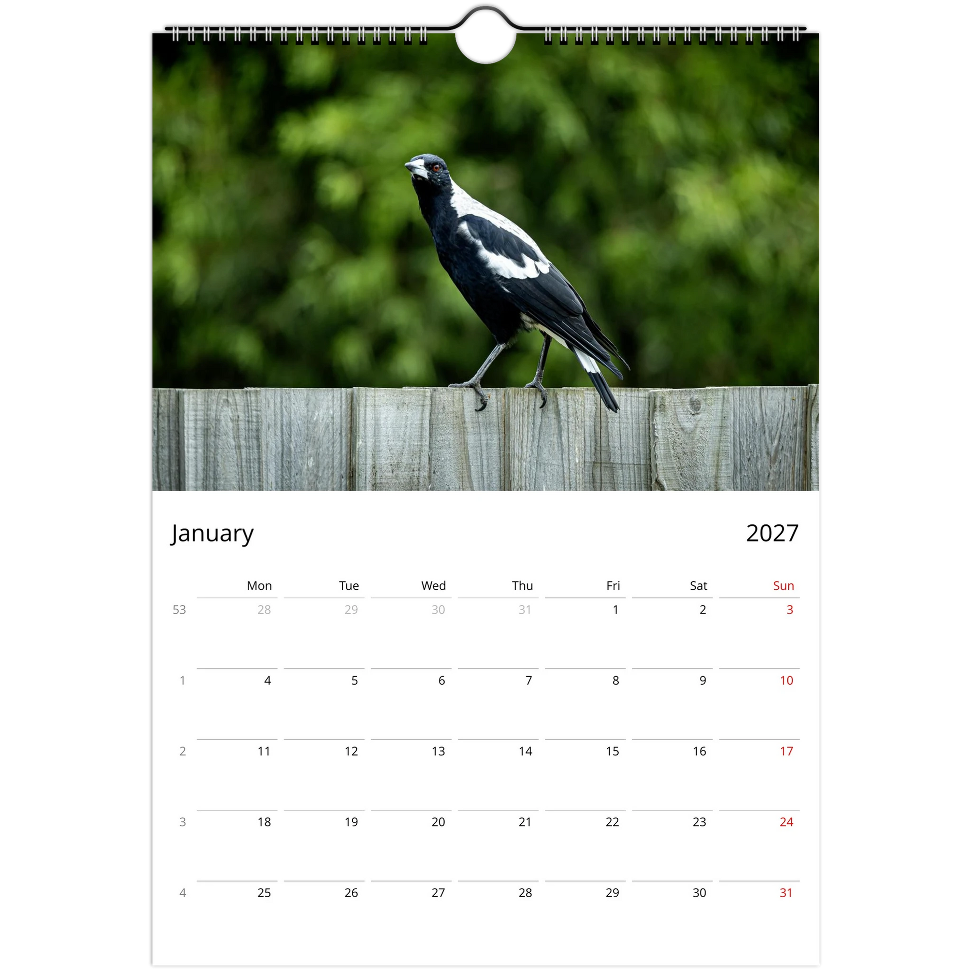 Australian Magpie walking along a weathered timber fence with green foliage background