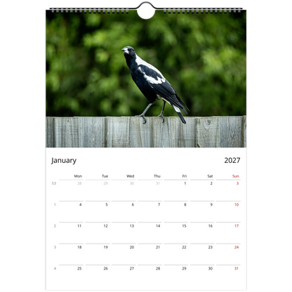 Australian Magpie walking along a weathered timber fence with green foliage background