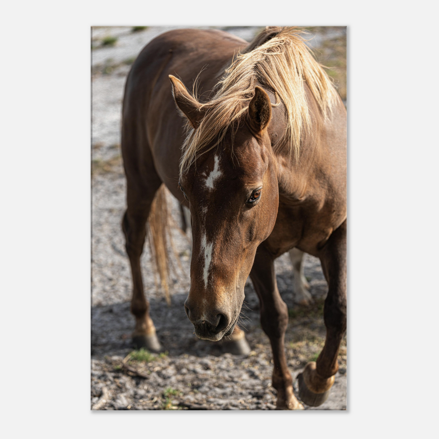 Domestic Animal Canvas Wall Art by Istvan Maar Photography