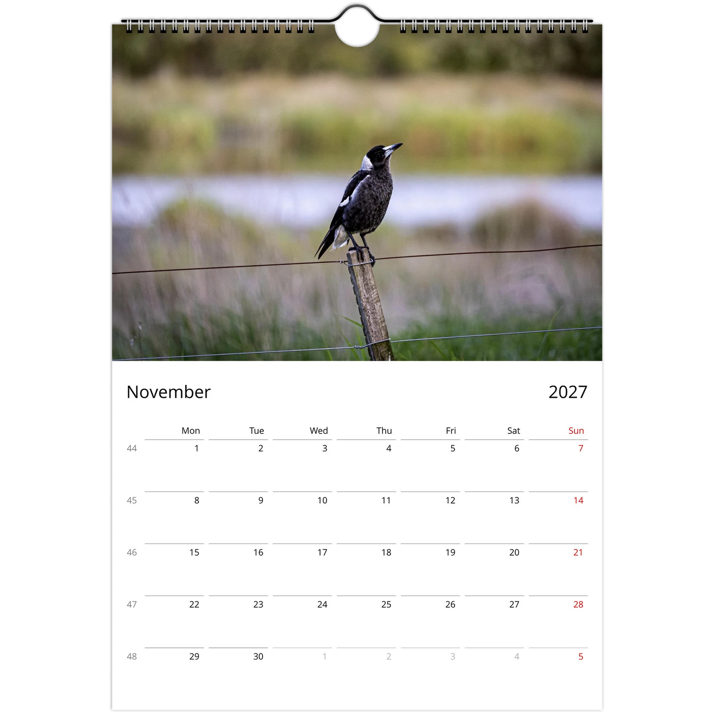 Australian Magpie standing on a rural fence post beside a wetland