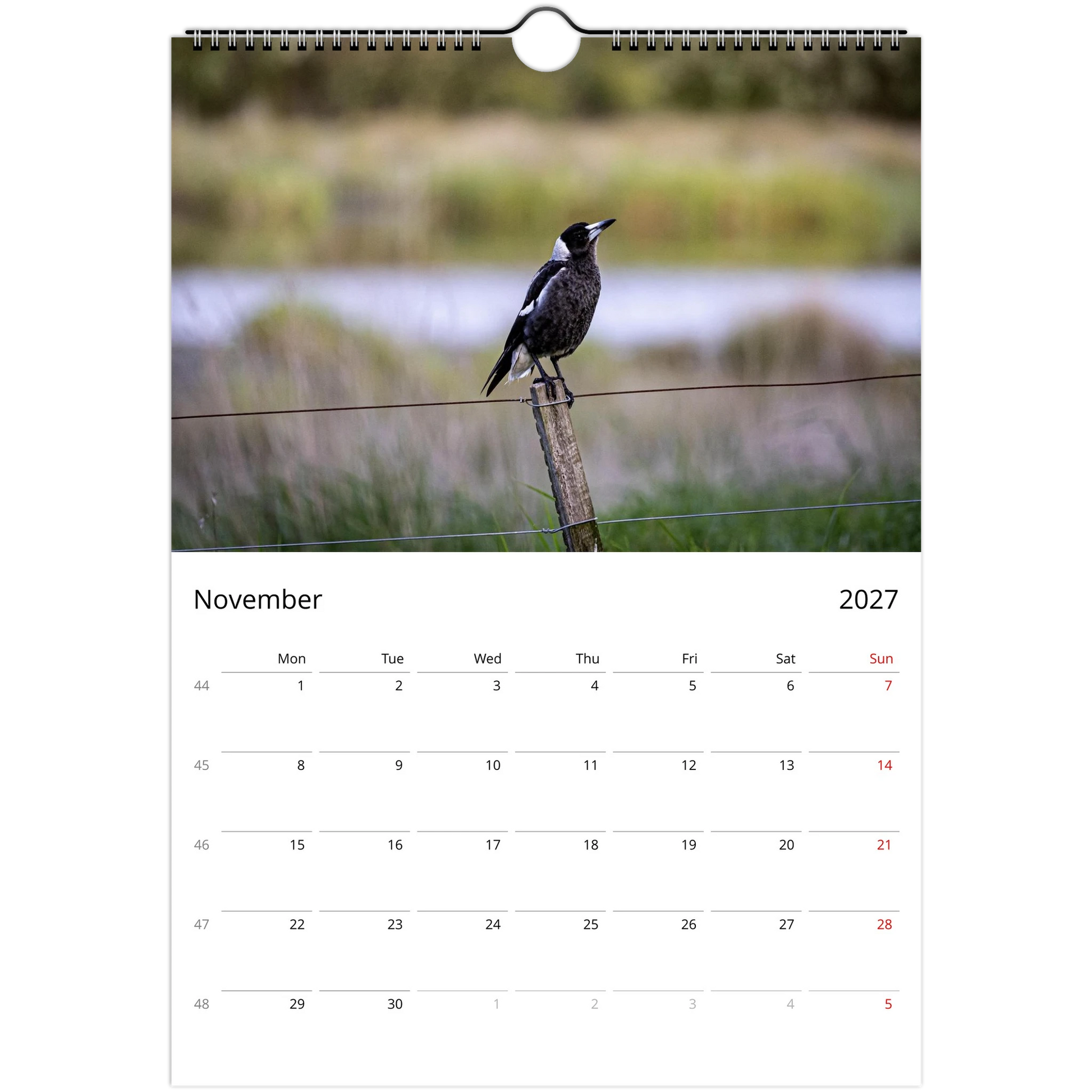 Australian Magpie standing on a rural fence post beside a wetland