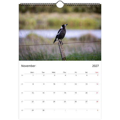 Australian Magpie standing on a rural fence post beside a wetland