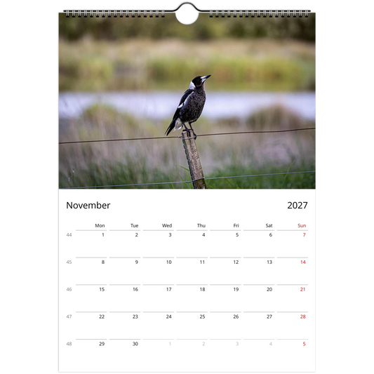 Australian Magpie standing on a rural fence post beside a wetland