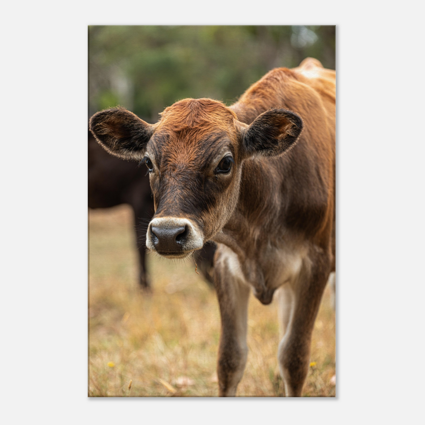 Cute calf Domestic Animal Canvas Wall Art Photography, Nursery Print, Nursery Animal Wall Decor, Kids Room, Prints, Stretched canvas by Istvan Maar Photography mockup 59