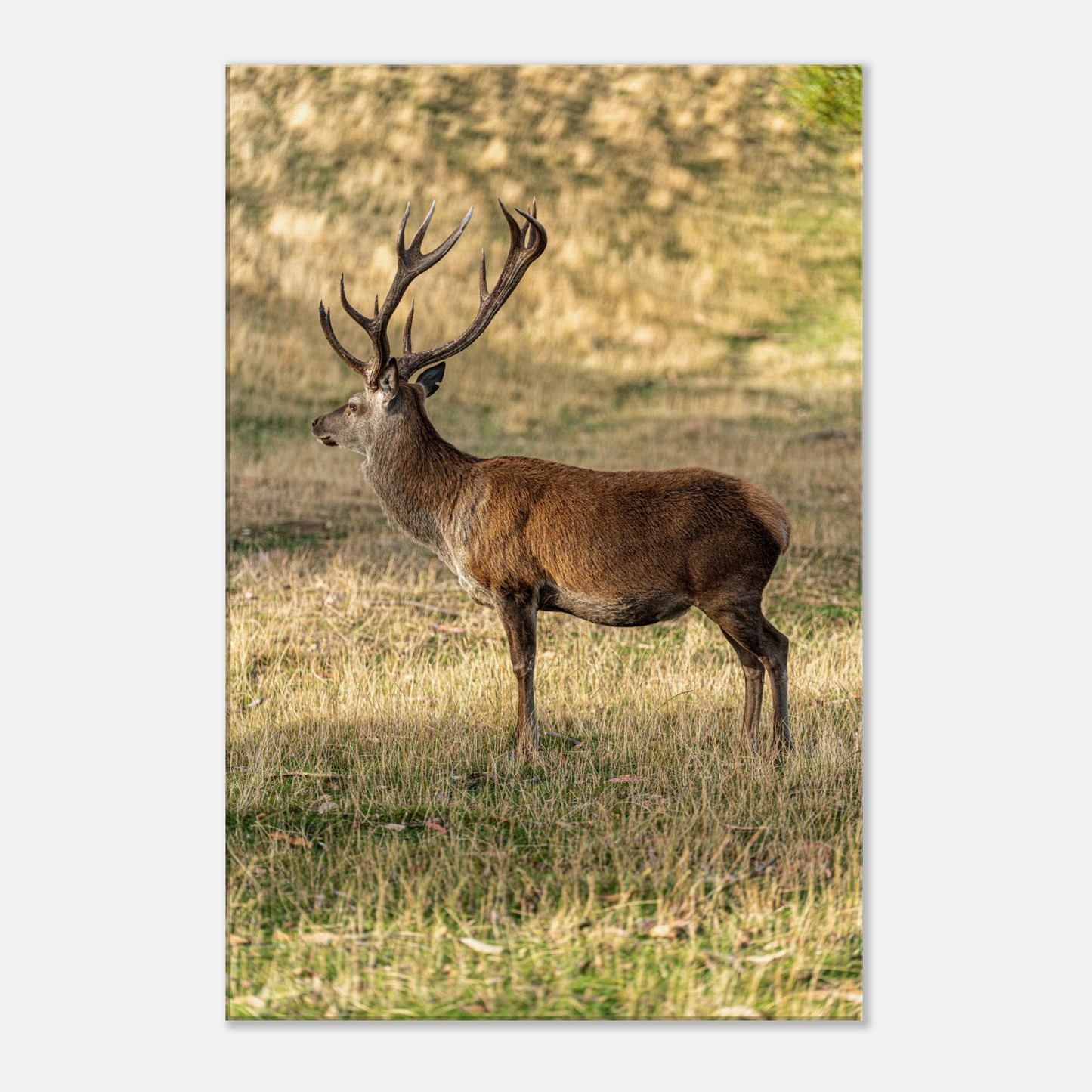 	
Deer Wildlife Animals Art Nursery Photography Wall Decor Kids Room Poster Playroom Artwork Stag Stretched Canvas 057