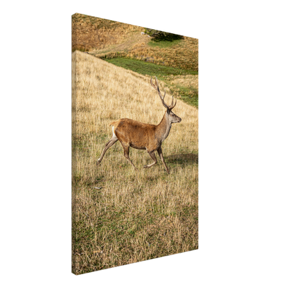 	
Deer Wildlife Animals Art Nursery Photography Wall Decor Kids Room Poster Playroom Artwork Stag Stretched Canvas 217