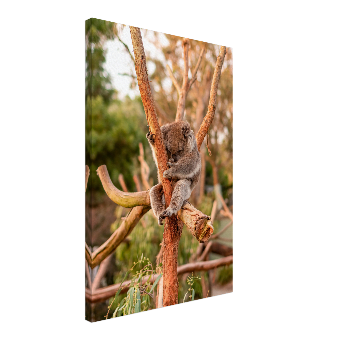 Native Australian Animals Nursery Koala Canvas by Istvan Maar Photography - by side