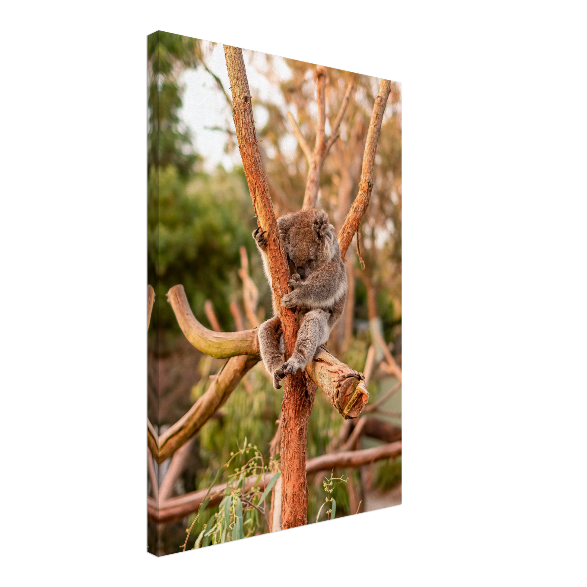 Native Australian Animals Nursery Koala Canvas by Istvan Maar Photography - by side