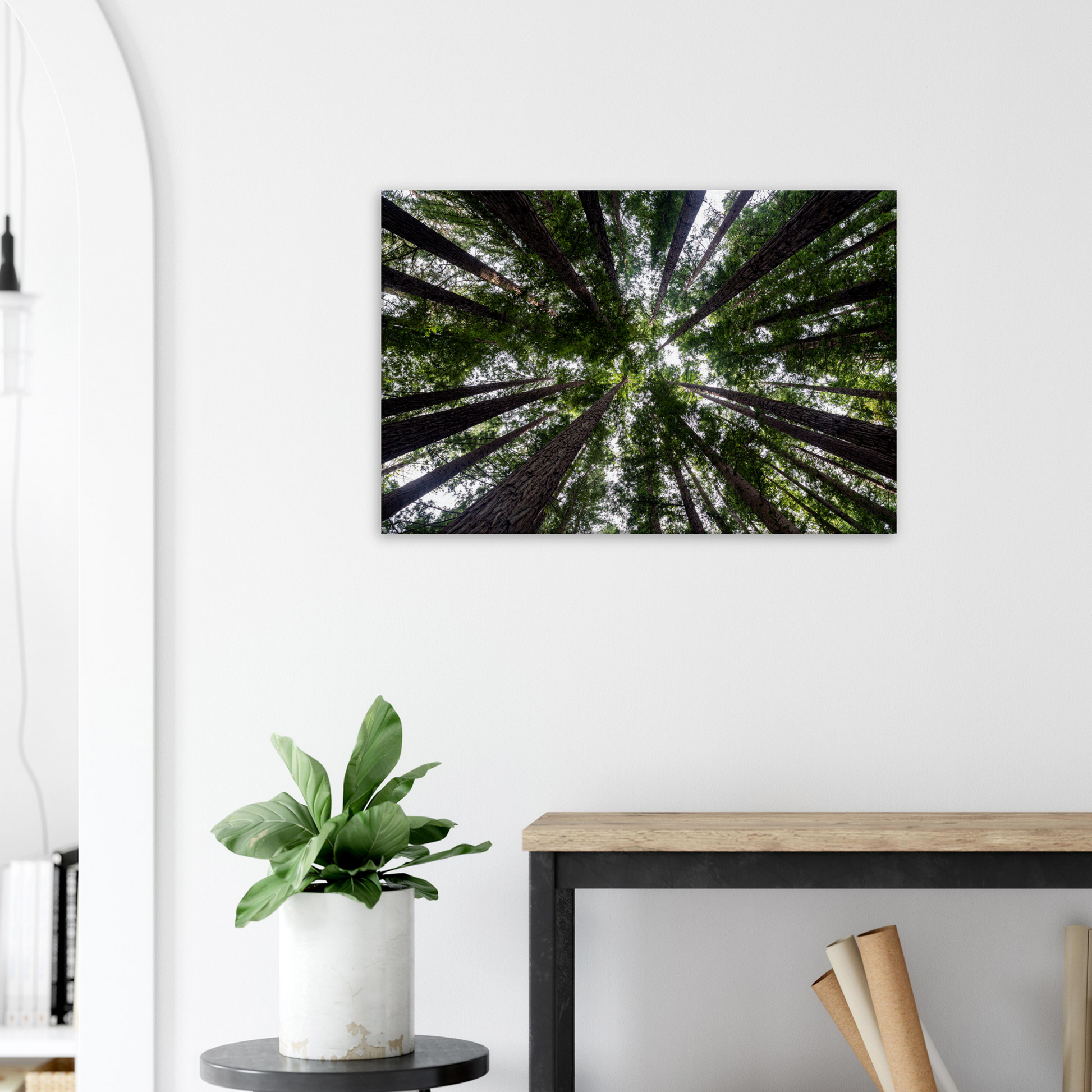 Redwood forest photo canvas by Istvan Maar Photography - lobby